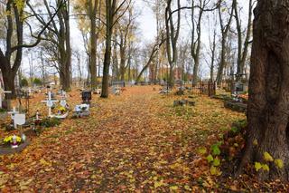 To prawdopodobnie najstarsza aleja drzew w Olsztynie. Znajduje się na cmentarzu [ZDJĘCIA]