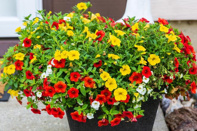 Calibrachoa, Million Bells. Zdjęcia