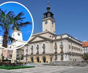 W centrum Kalisza pojawiła się wielka palma! Internauci są bezlitośni dla Krystiana Kinastowskiego