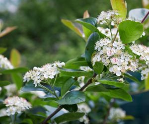 Aronia