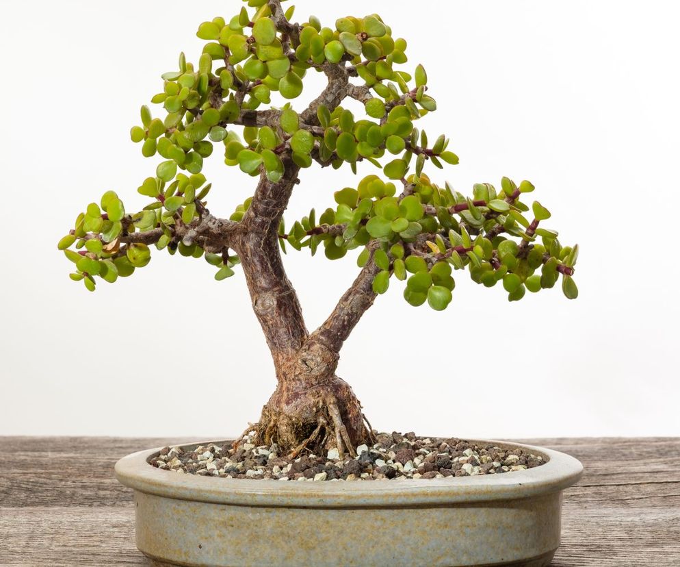 Portulacaria afra