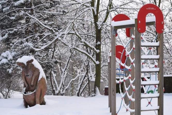 Zimowe harce na śniegu - zwierzaki z płockiego zoo szaleją ZOBACZ ZDJĘCIA!