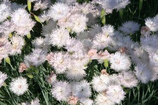 Goździk pierzasty = Goździk postrzępiony - Dianthus plumarius