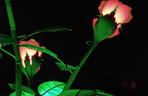 Monumentalne róże w Ogrodach Branickich robią wrażenie. Wieczorne iluminacje cieszą oczy
