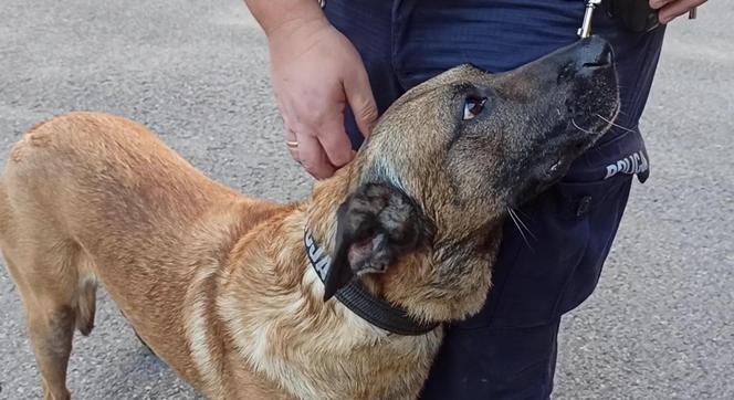 Oto Largo, pies służący w zabrzańskiej policji 