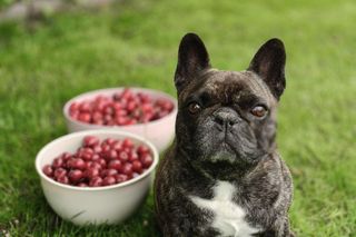 Oto urocze psiaki naszych Czytelników!