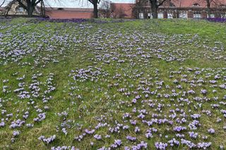 Krokusy na Wałach Chrobrego