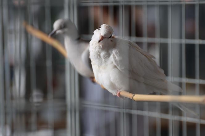 ZooPark ponownie przyciągnął do Targów Lublin tłumy miłośników zwierząt