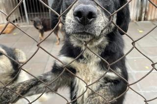 schronisko dla bezdomnych zwierząt w Zamościu 