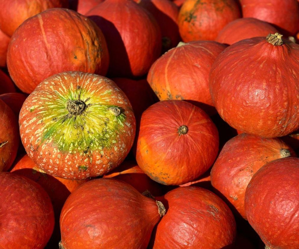 Farma dyniowa