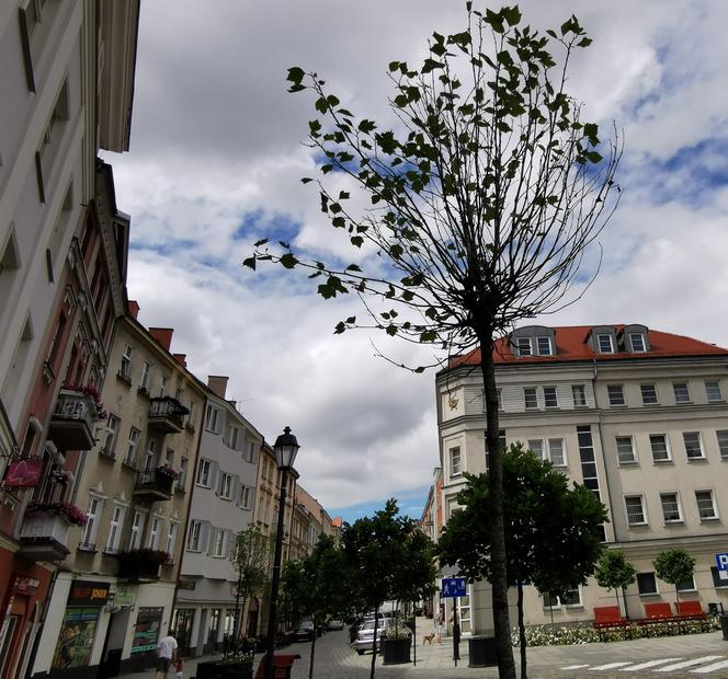 Co z zielenią w Kaliszu? Radni Polska 2050 krytykują działania włodarzy ws. zieleni