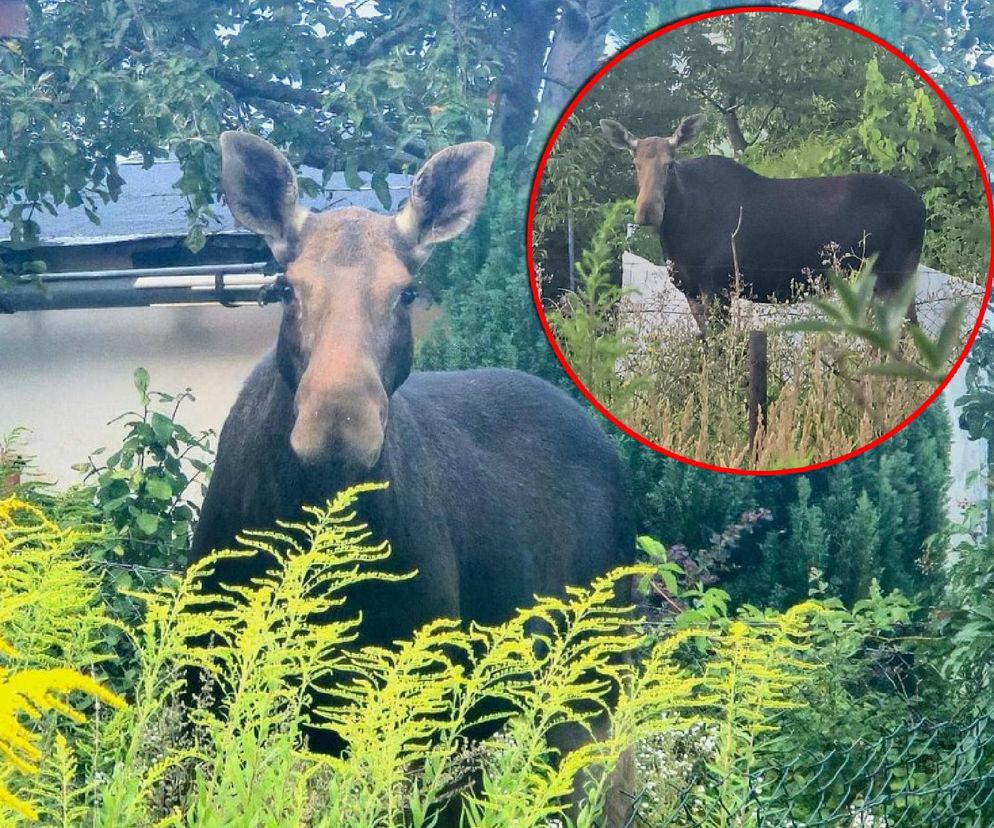 Nietypowy gość wystraszył działkowiczów! Musiała przyjechać policja