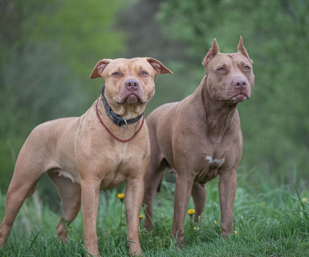 Stado pitbulli zagryzło 59-latka w Albany