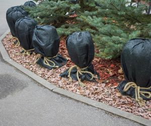 Okrywanie roślin na zimę