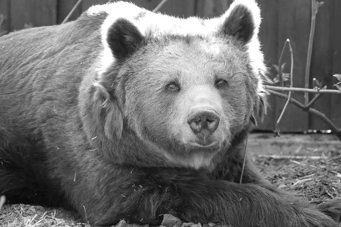  Zmarła najstarsza niedźwiedzica w zoo. Ten wpis to prawdziwy wyciskacz łez!