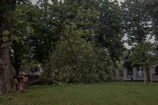 Połamane i wyrwane drzewa! Krajobraz po burzy w Białymstoku [ZDJĘCIA]