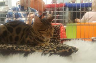 Pokaz Kotów Rasowych w Gliwicach