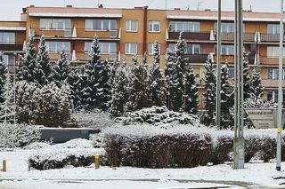 Śnieg spadł na święta. 