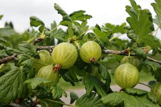 Agrest 'Biały Triumf' - Ribes uva-crispa `Biały Triumf`
