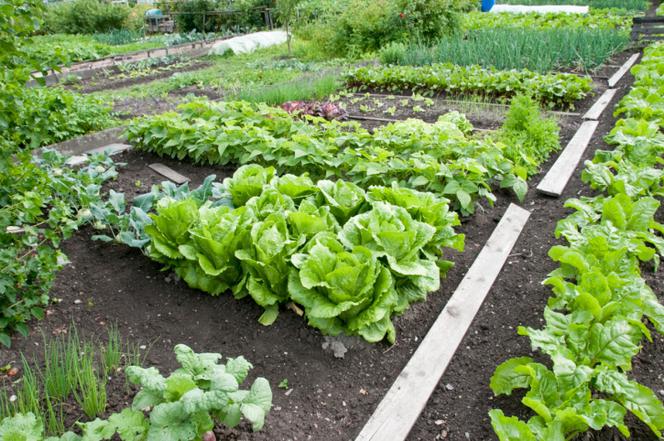 Warzywa z ogrodu. Wlasny ogrod warzywny
