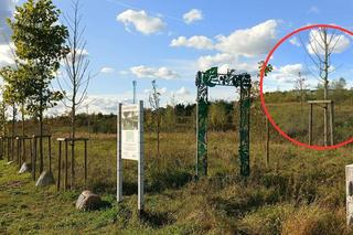 Gaj Matek i Ojców w Gdańsku zaniedbany. Miał być symboliczny park, są uschnięte drzewa i wysoka trawa