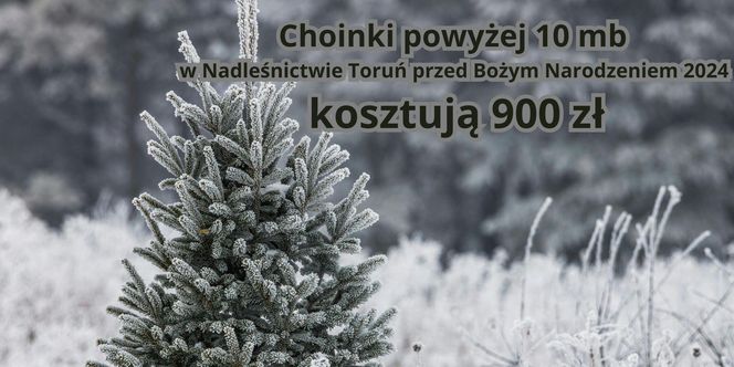 Tu sprzedają najtańsze choinki w województwie kujawsko-pomorskim. Można wybrać samemu!