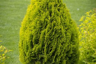 Żywotnik zachodni 'Brabant'