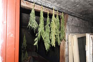 Suszył konopie w piwnicy. Policjanci z Sulechowa znaleźli prawie 2 kg marihuany