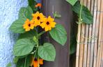 Tunbergia