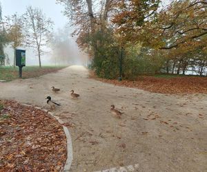 Zamojski Park jesienią