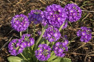 Pierwiosnek ząbkowany (Primula denticulata) 