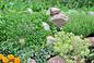 Ogródek ziołowy - jak założyć i pielęgnować ogródek ziołowy przy domu