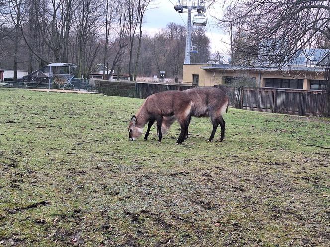 Chorzowskie zoo budzi się do życia ZDJĘCIA