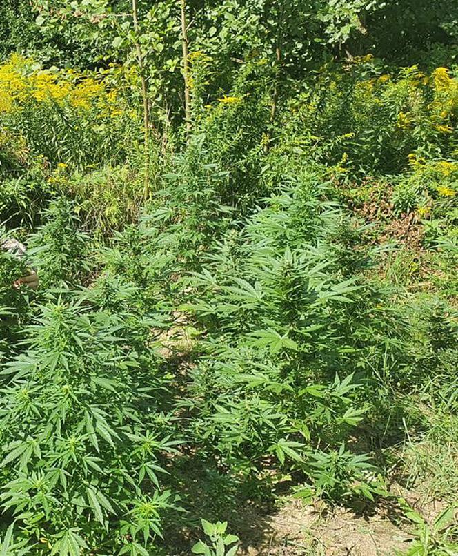 Łódź: OGROMNA hodowla marihuany na Olechowie. "Trawka" rosła nieopodal rzeki