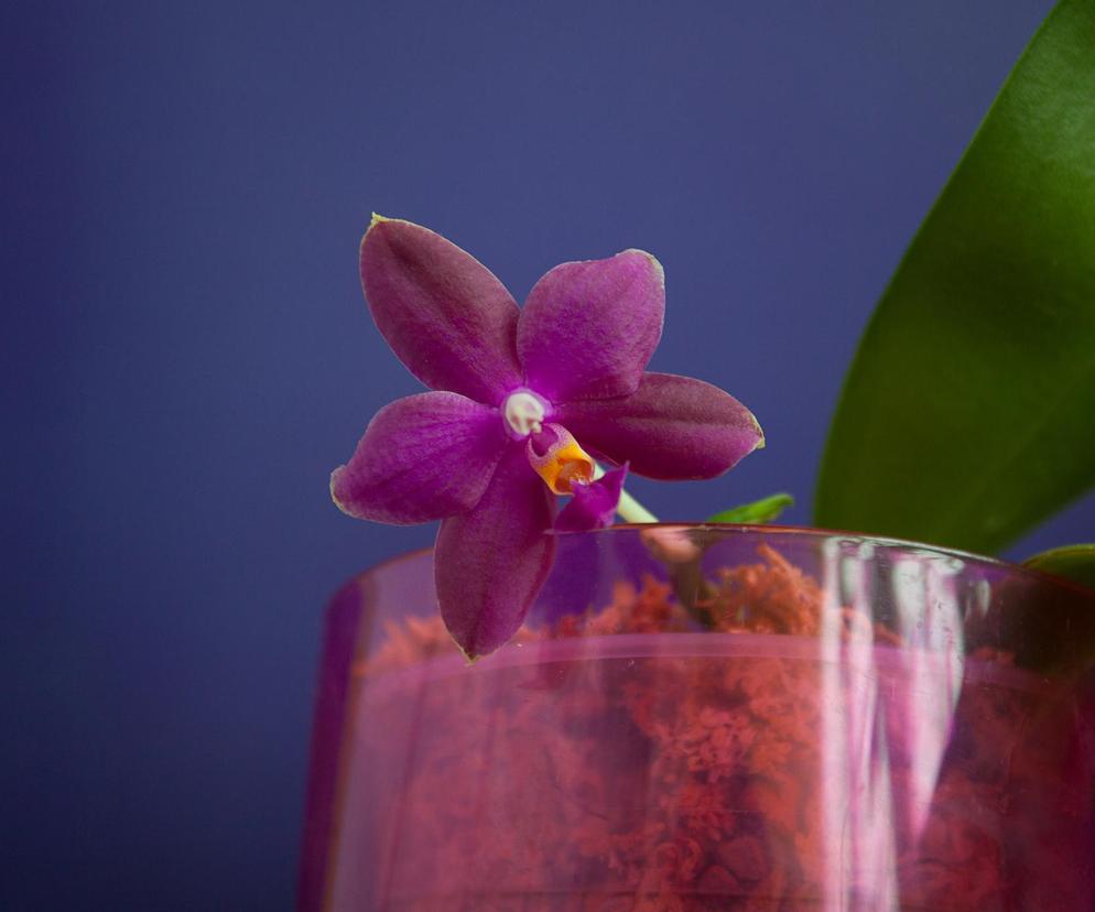 Phalaenopsis Violacea Blue