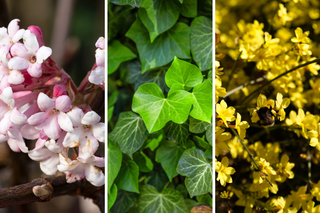  Jak mieć ładny ogród w zimie? 7 roślin, które są zielone lub kwitną