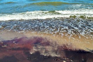 Fioletowy piasek nad Bałtykiem 