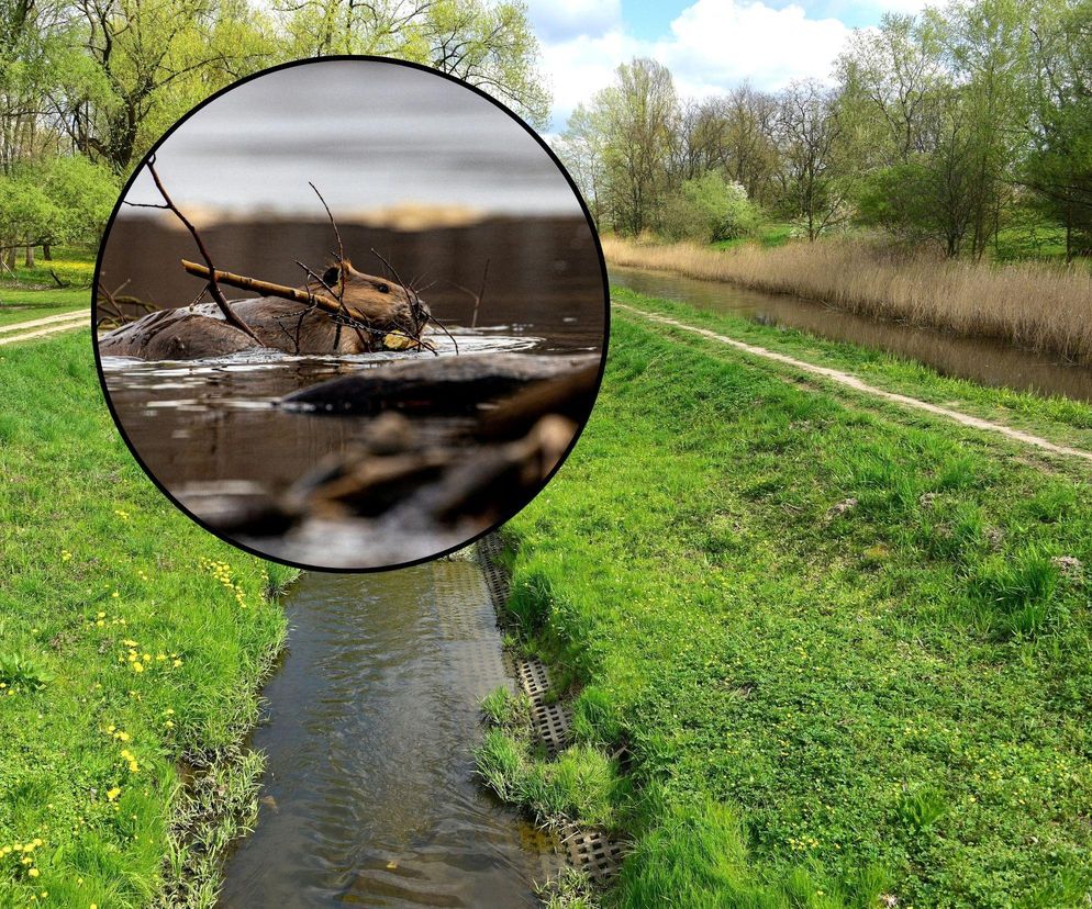 Urzędnicy demontują, bobry odbudowują. W Warszawie trwa walka o... tamy
