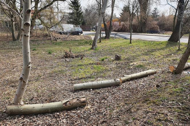 Martwe drzewa zostają w poznańskich parkach. Dlaczego?