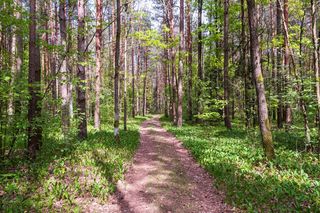 Puszcza Białowieska – ostatnia taka puszcza w Europie