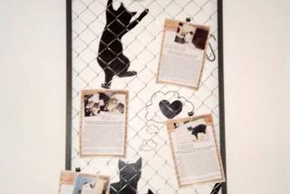 Katowice: Pierwsza na Śląsku Kocia Kawiarnia działa już trzy tygodnie! [ZDJĘCIA]