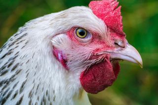 Ostrów. Nowy wirus wśród drobiu. 130 tysięcy ptaków zutylizowanych!