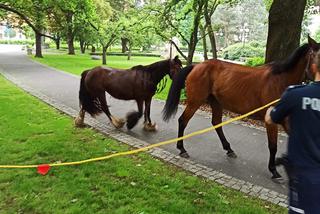 Kraków. Konie wybrały wolność i wycieczkę po centrum miasta. Znalazł się ich właściciel [WIDEO, ZDJĘCIA]