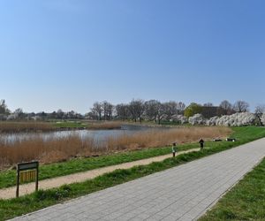 Opływ Motławy