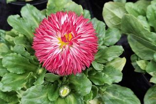 Nie tylko bratki i stokrotki. Jakie kwiaty można już sadzić?