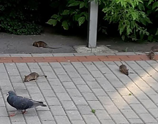 Plaga Szczurów na Międzynarodowej