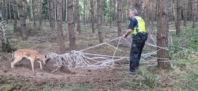  Młody daniel zaplątał się w siatki. Pomogli strażnicy z Gostynia i łowczy [ZDJĘCIA]