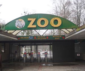 Zoo Poznań ze specjalnym programem na grudzień. Co będzie się działo?