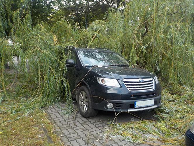 Złamana gałąź zniszczyła samochody