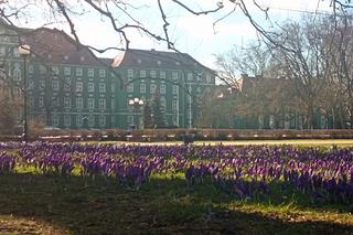 Krokusy na Jasnych Błoniach